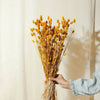 Dried Yellow Phalaris - EcoLuxe Furnishings