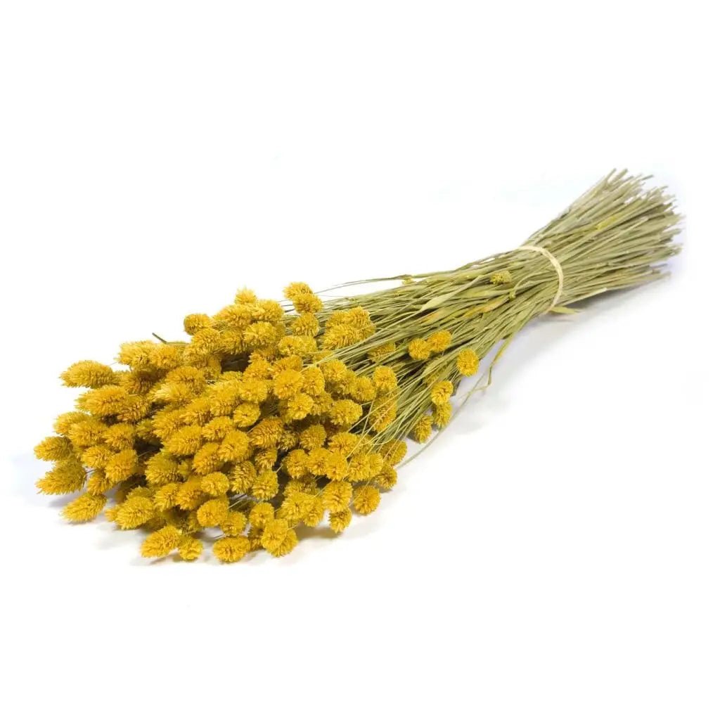 Dried Yellow Phalaris - EcoLuxe Furnishings