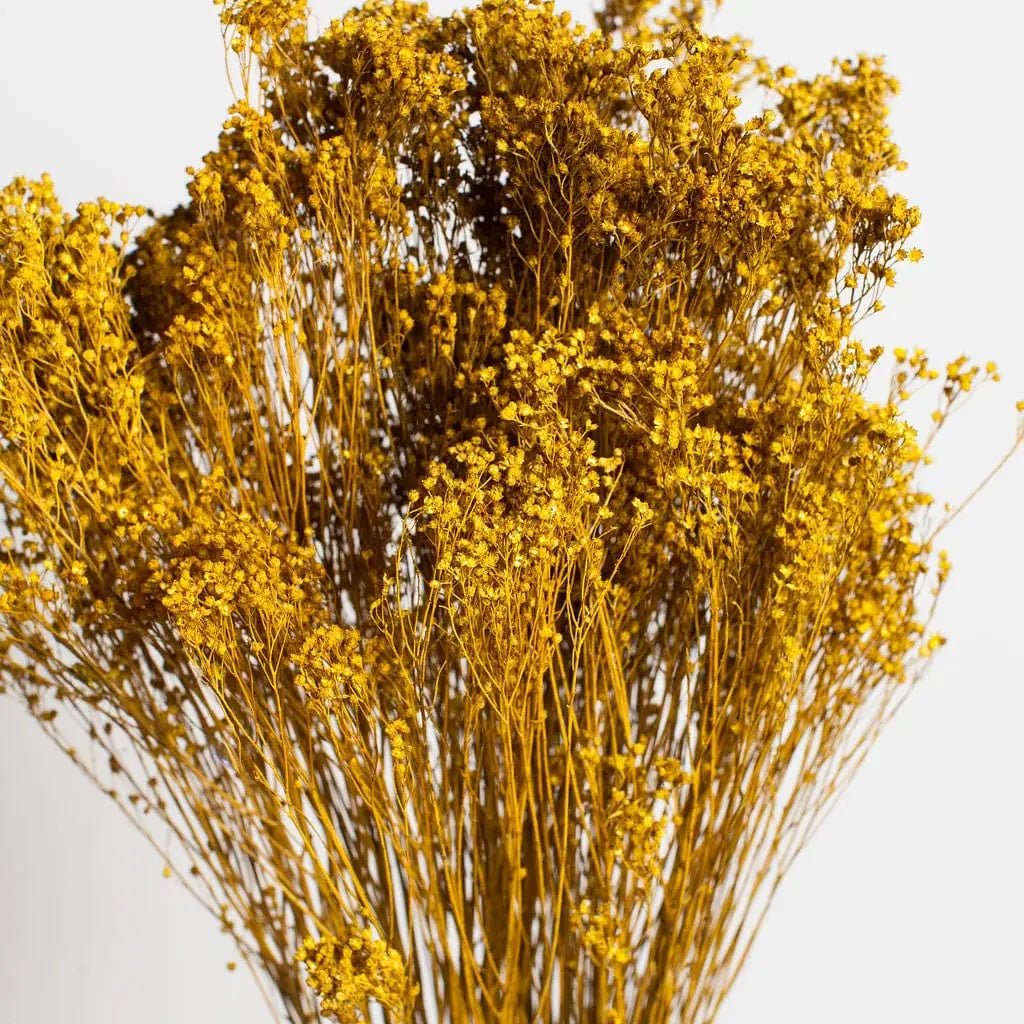 Mustard Broom Bloom - EcoLuxe Furnishings