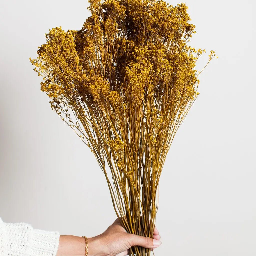 Mustard Broom Bloom - EcoLuxe Furnishings