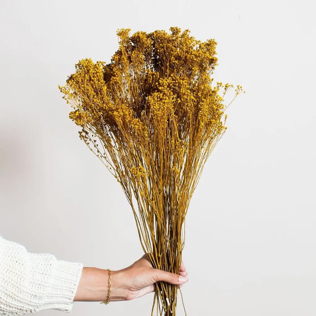 Mustard Broom Bloom - EcoLuxe Furnishings