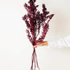 Preserved Burgundy Ruscus - EcoLuxe Furnishings