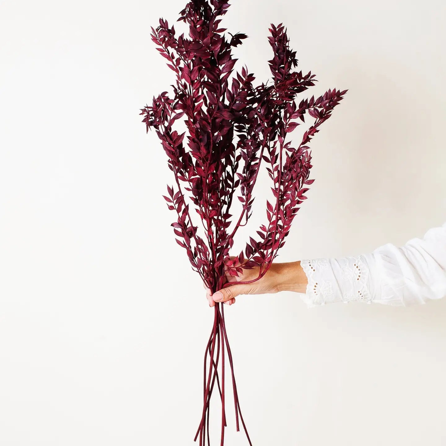 Preserved Burgundy Ruscus - EcoLuxe Furnishings