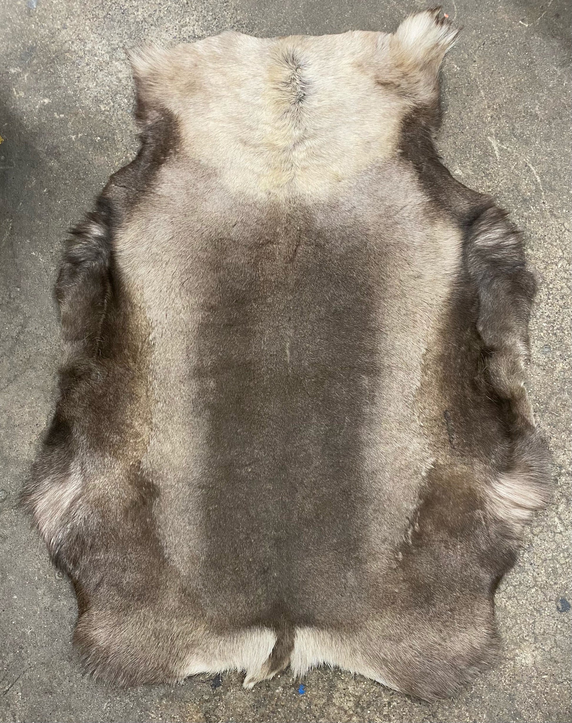 ‘Authentic Reindeer’ Hide (A Grade Quality) - EcoLuxe Furnishings